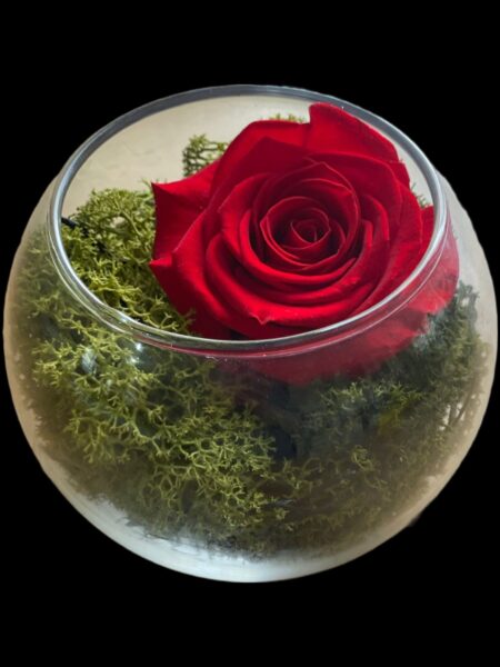 Red Rose With Moss